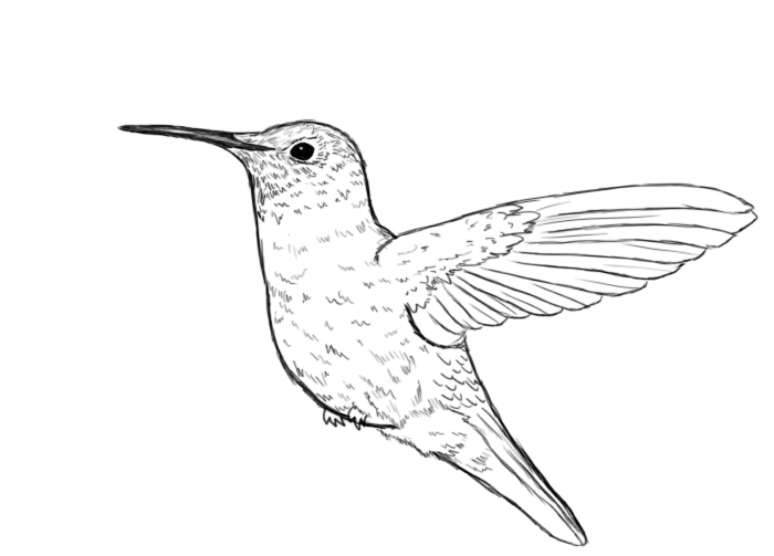 How To Draw A Hummingbird Draw Central