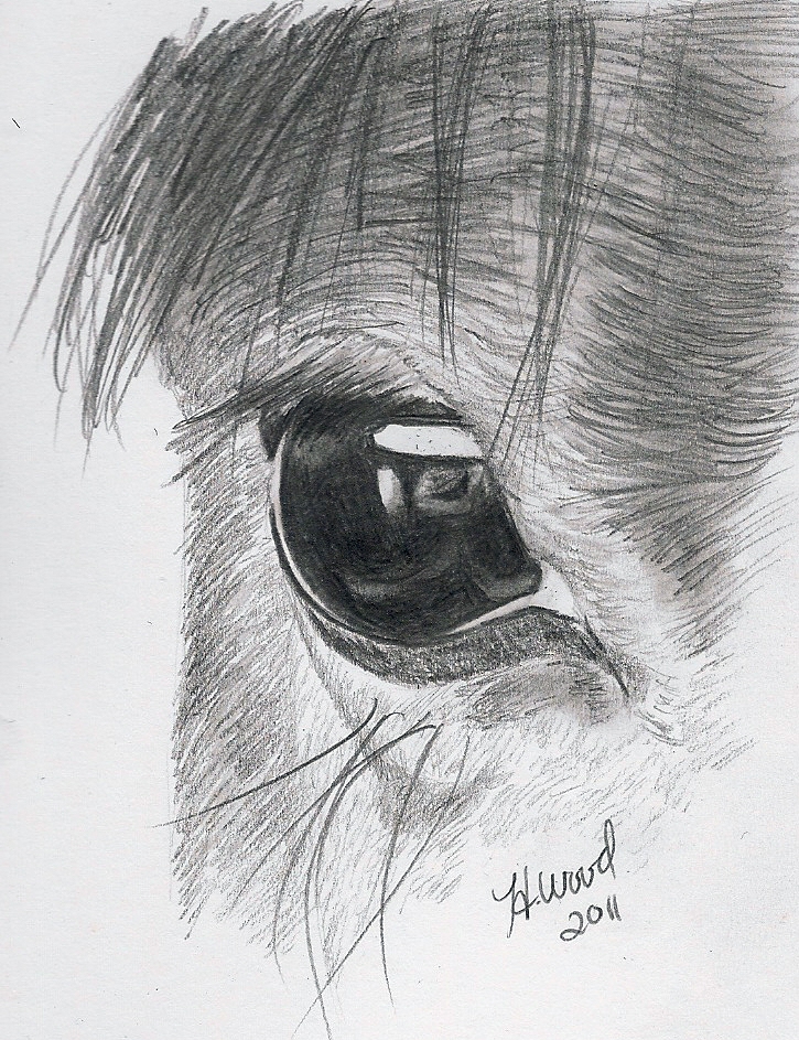 Horse Eye Pencil Drawing by heatherw290 on DeviantArt