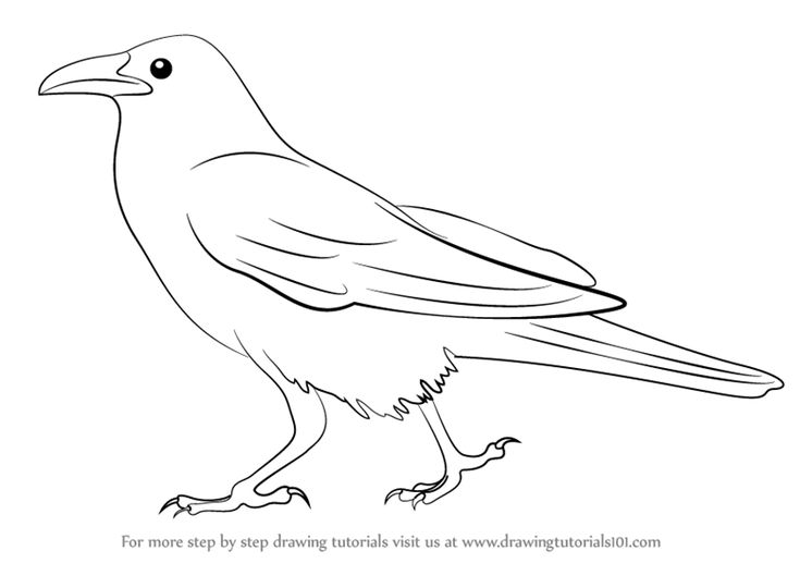 This is an Easy 8Step Tutorial about How to Draw Crow! Crows drawing
