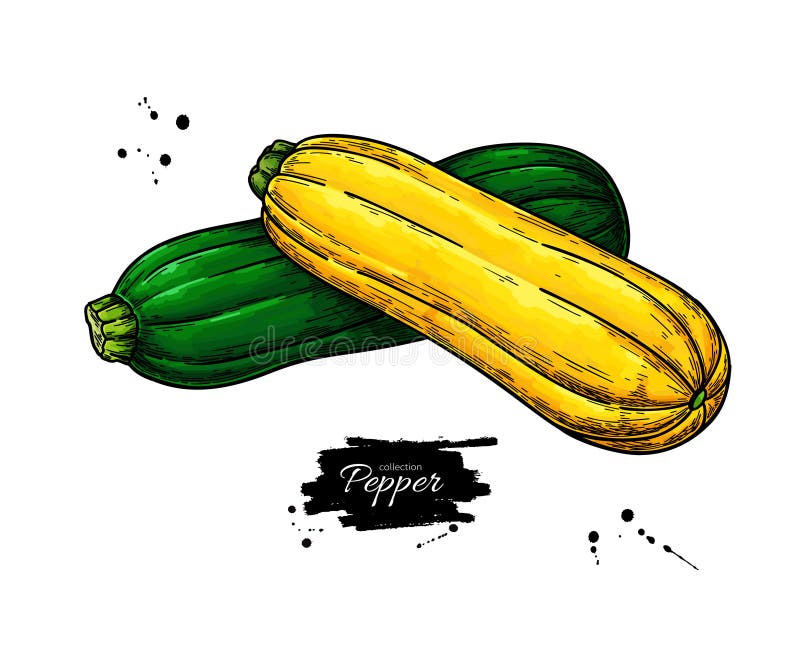 Zucchini Hand Drawn Vector Illustration. Isolated Vegetable Object