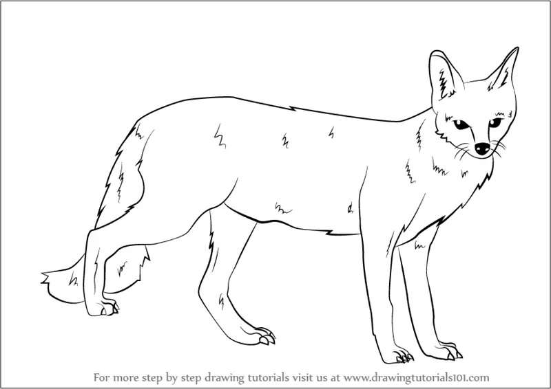 How to Draw a Gray fox (Wild Animals) Step by Step