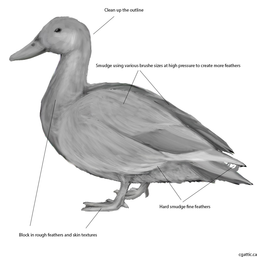 Duck Feet Drawing at Explore collection of Duck
