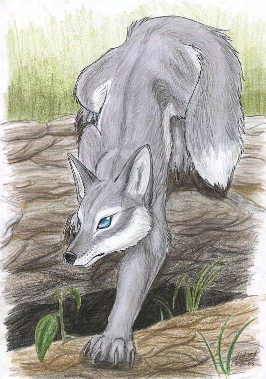 Grey Fox by Tacimur on DeviantArt