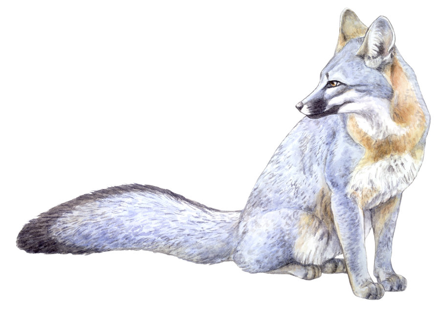 Gray Fox by silvercrossfox on DeviantArt