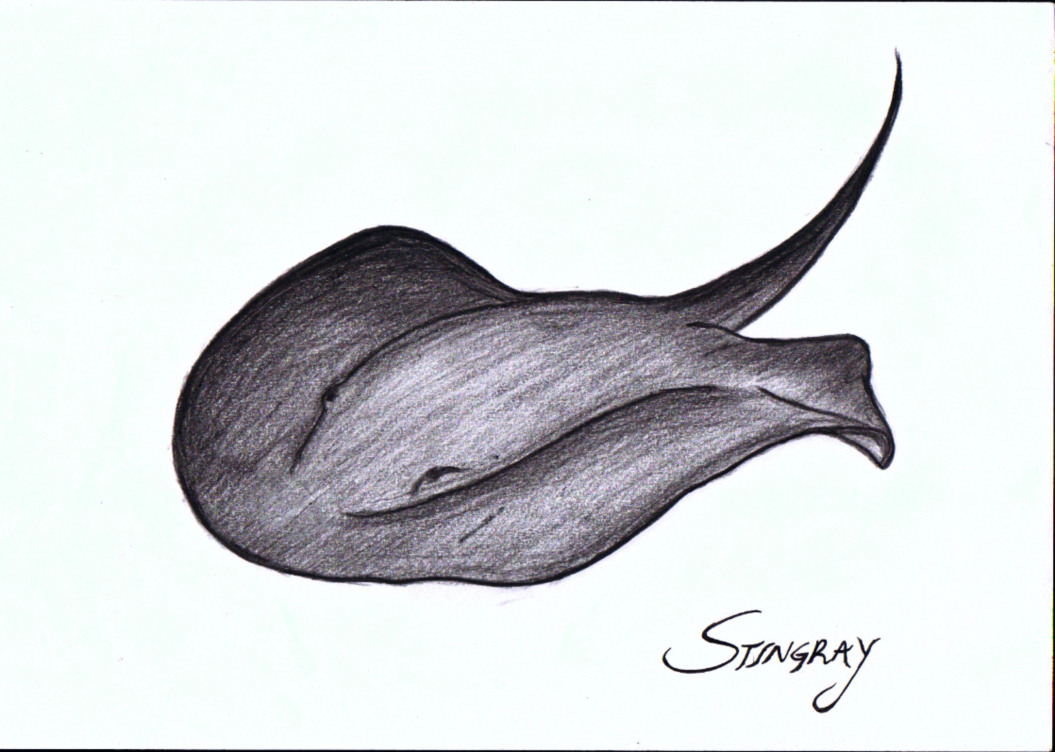 a black and white drawing of a sting ray