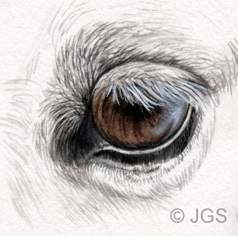 Drawing Tutorials Horse drawings, Horse painting, Eye drawing