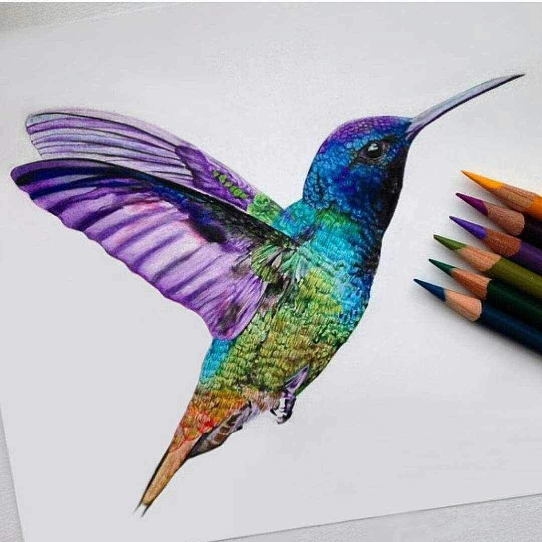 Hummingbird Drawing with Colored Pencils