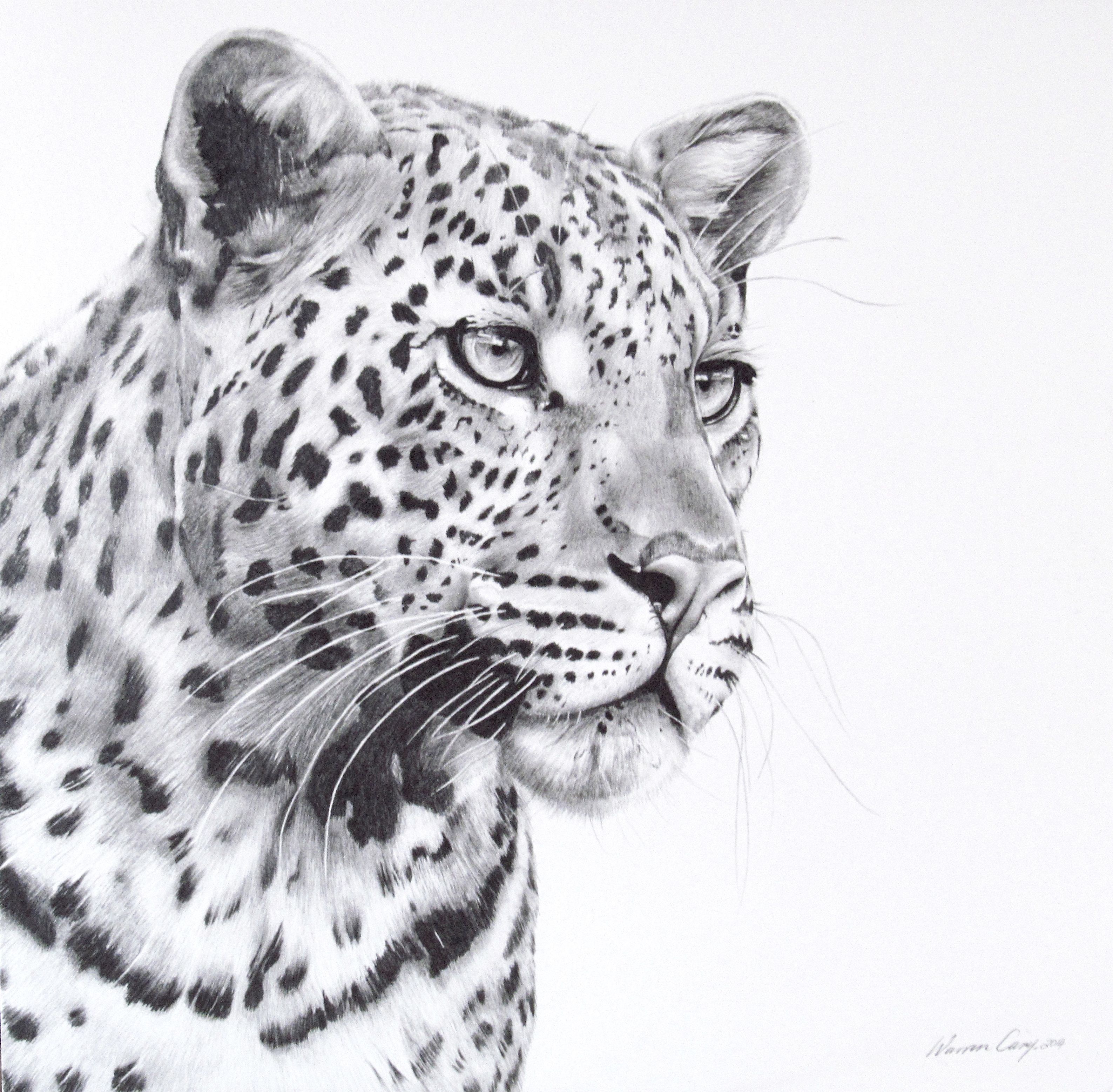 Leopard portrait done in pencil. Leopard drawing, Leopard painting