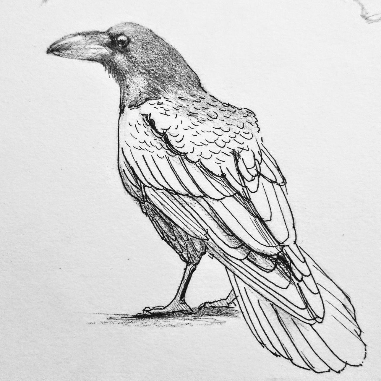 Crow sketch Dibujo de animales, Cuervo dibujo, Dibujos sencillos