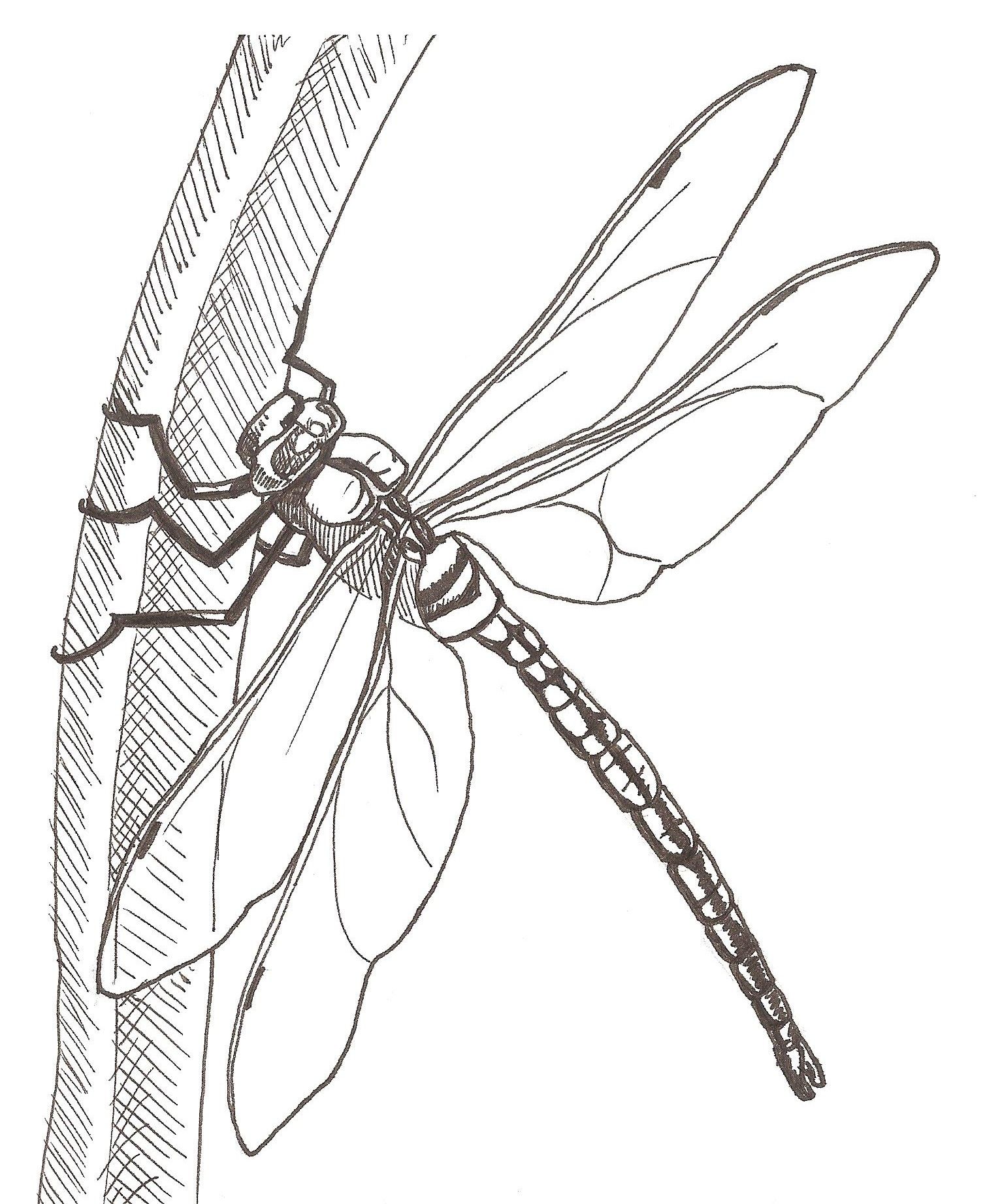 dragonfly drawing Google Search Dragonfly drawing, Dragonfly art
