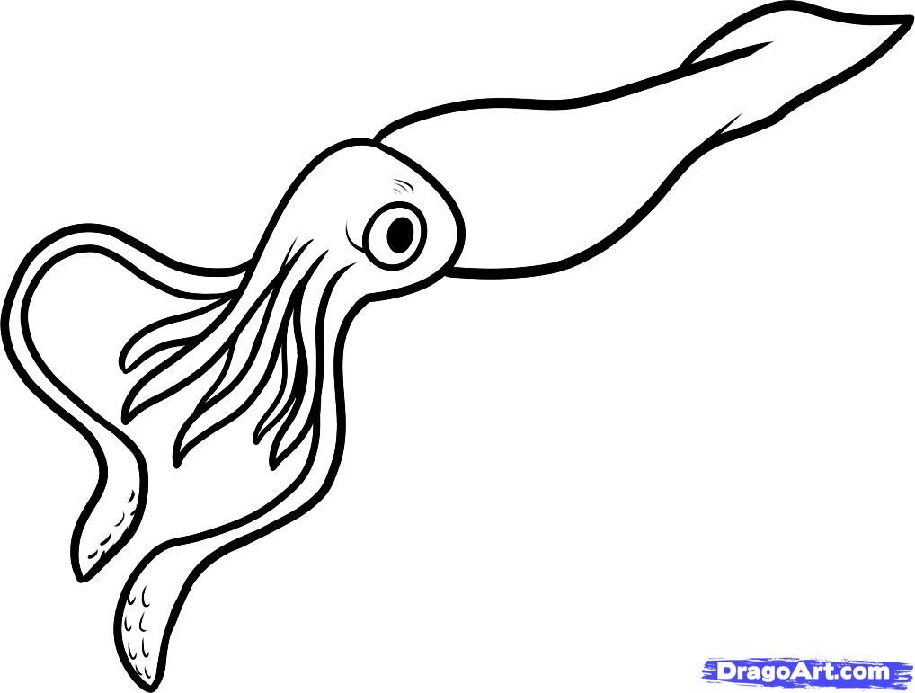 How to Draw a Giant Squid, Giant Squid, Step by Step, Sea animals
