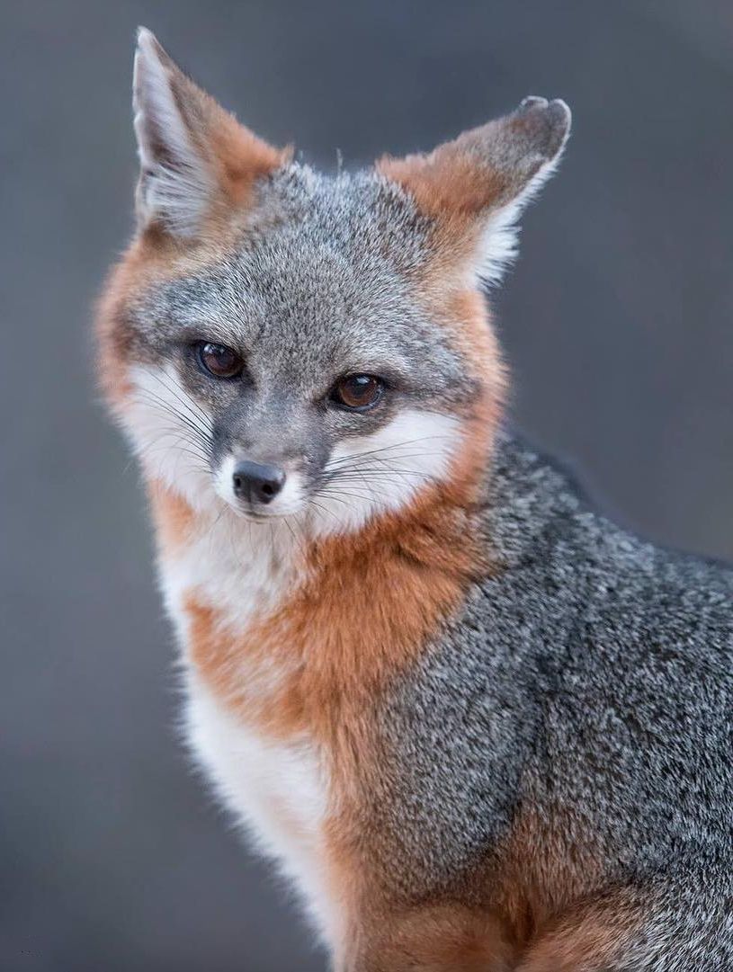 Grey Fox Drawing Drawing.rjuuc.edu.np