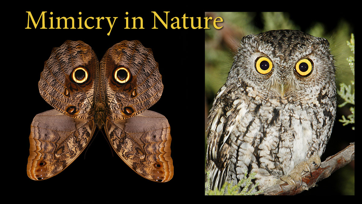 Mimicry in Nature — Science Source Illustration and Retouching Services