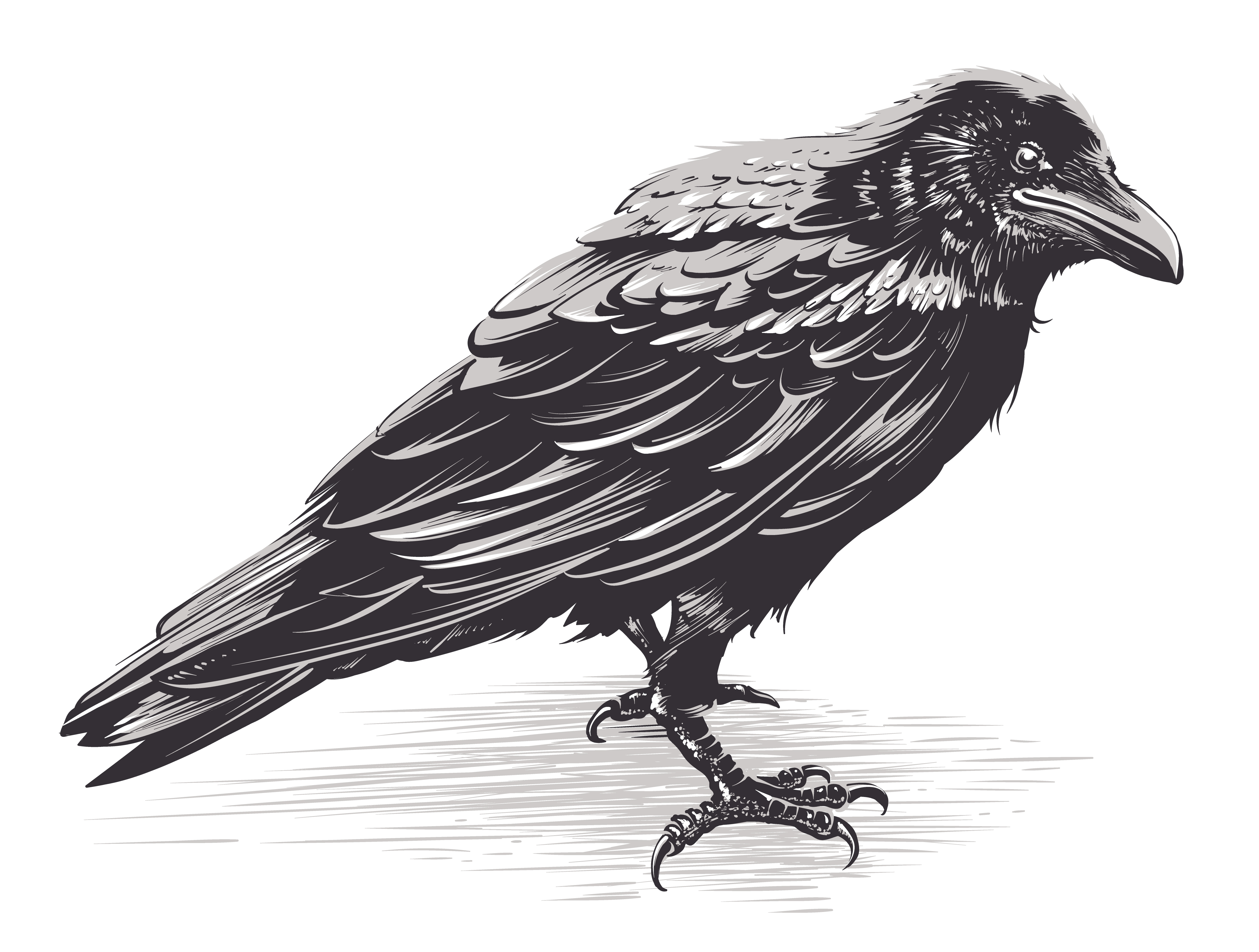 Vector Crow Art on White 334873 Vector Art at Vecteezy