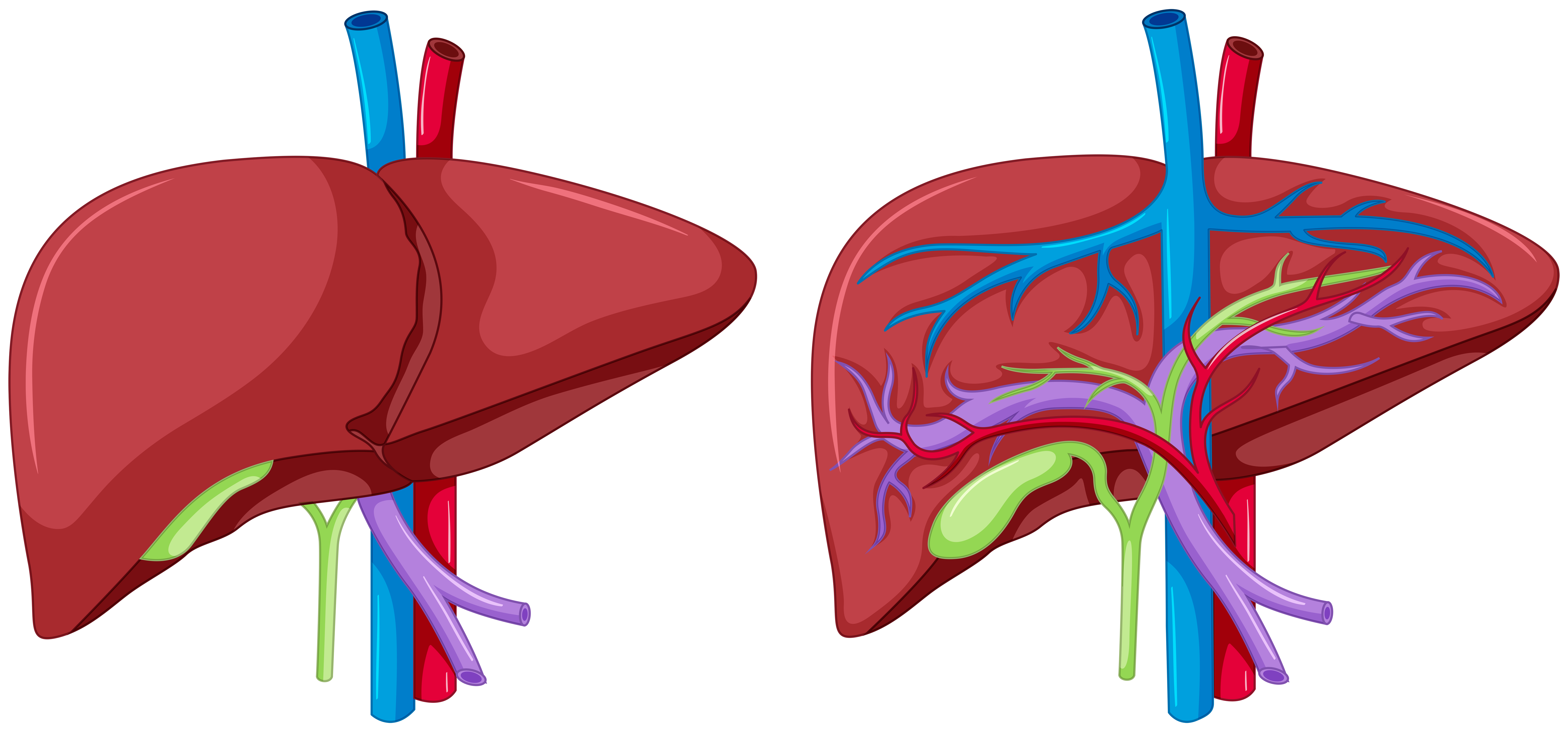 Two diagram of liver anatomy 359160 Vector Art at Vecteezy