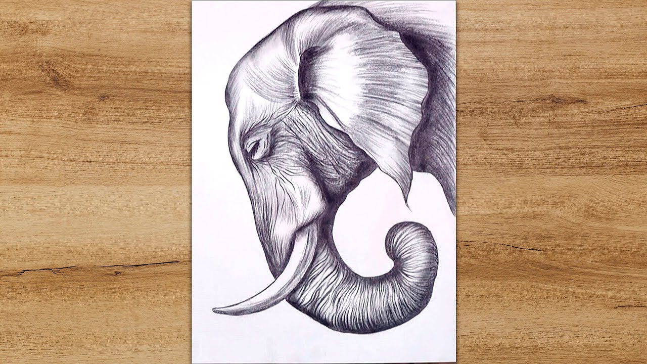 How to Draw a Realistic Elephant Head for Beginners Animals Drawing