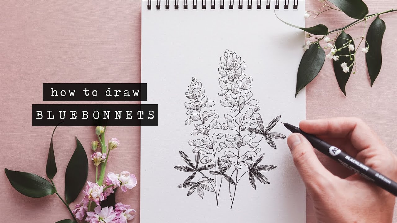 How To Draw + Lupins Floral Illustration YouTube
