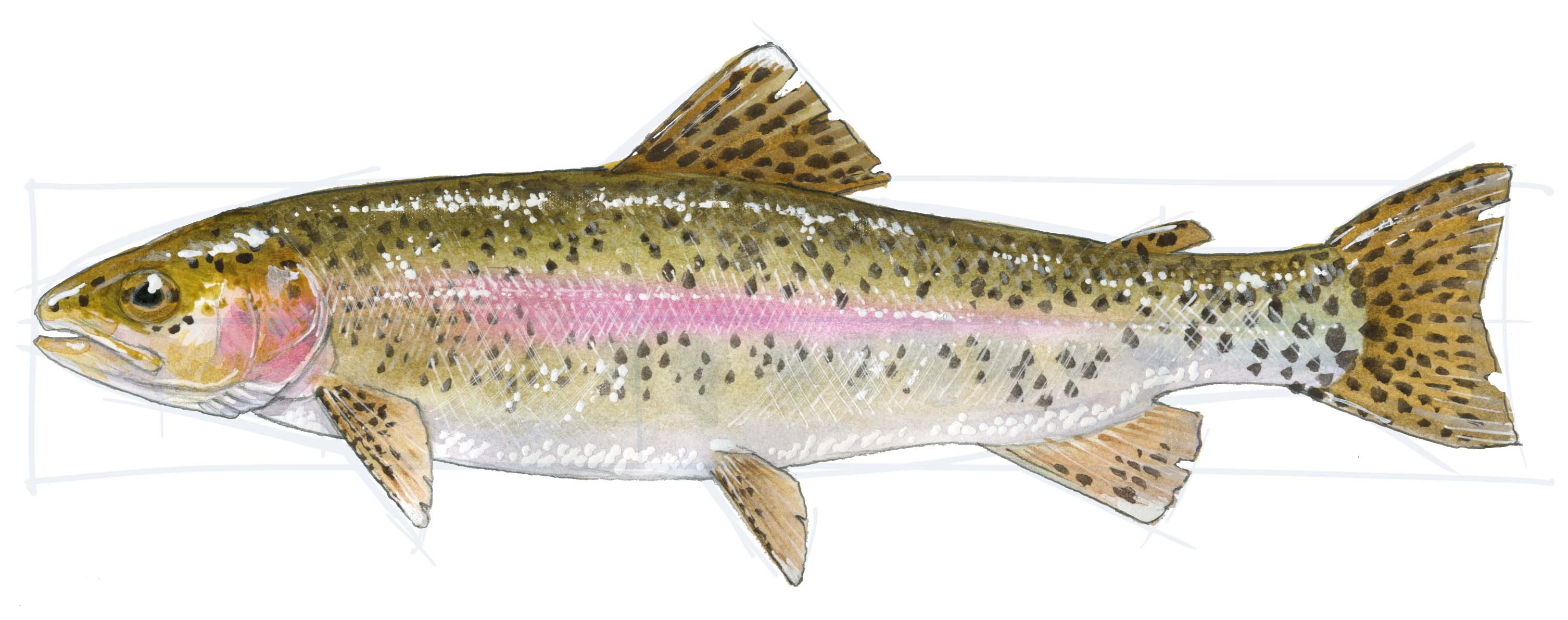 How to Draw a Trout stepbystep John Muir Laws