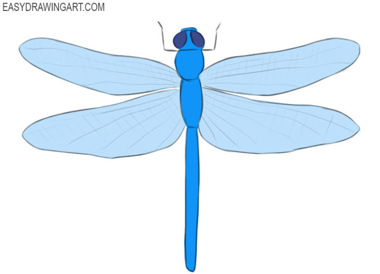 How to Draw a Dragonfly Easy Drawing Art