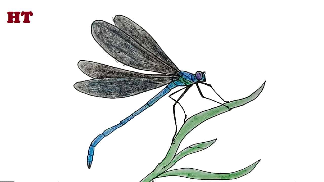 How to Draw a Dragonfly beautiful step by step
