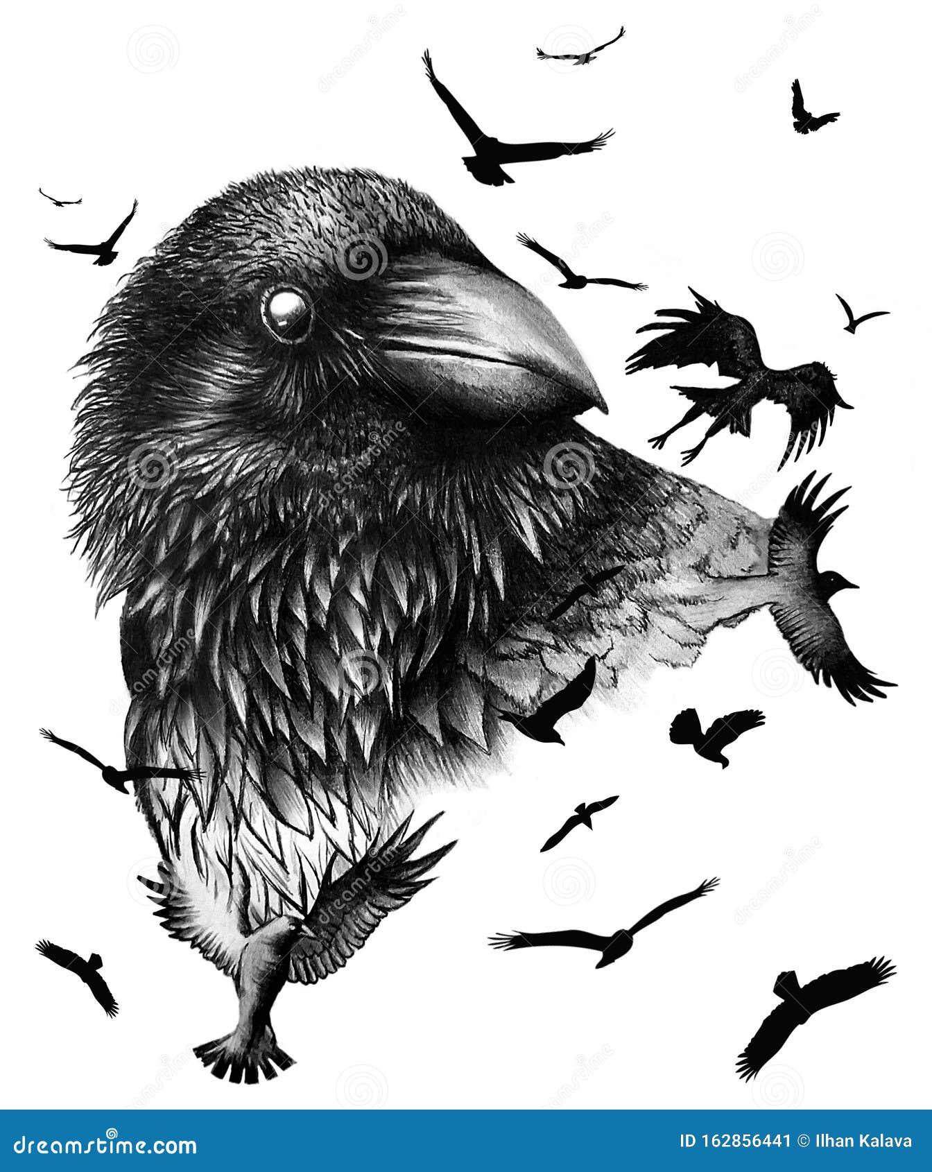 Charcoal Crow Drawing.Flying Birds. Hand Drawn Raven. Illustration